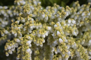 Bahçedeki renkli funda