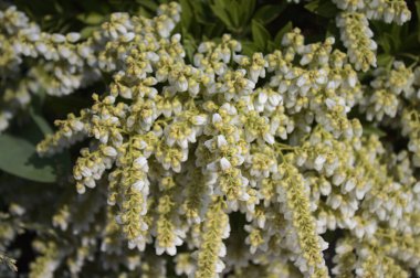 Bahçedeki renkli funda