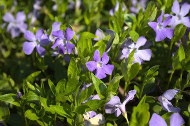 Bahçedeki renkli funda