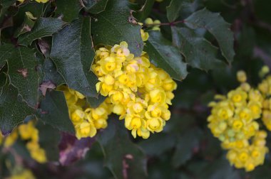 Bahçede çiçek açan mahonia