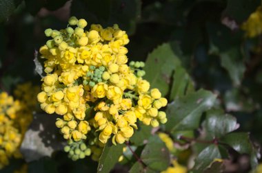 Bahçede çiçek açan mahonia