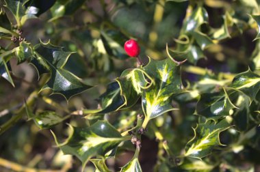 Bahçede güzel Holly