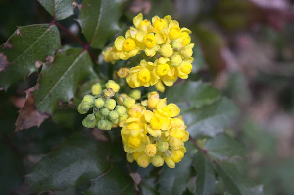 Mahonia Florissante Dans Jardin — Photo