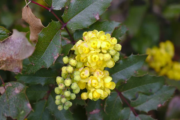 Blommande Mahonia Trädgården — Stockfoto