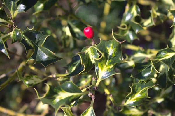 Piękna Holly Ogrodzie — Zdjęcie stockowe