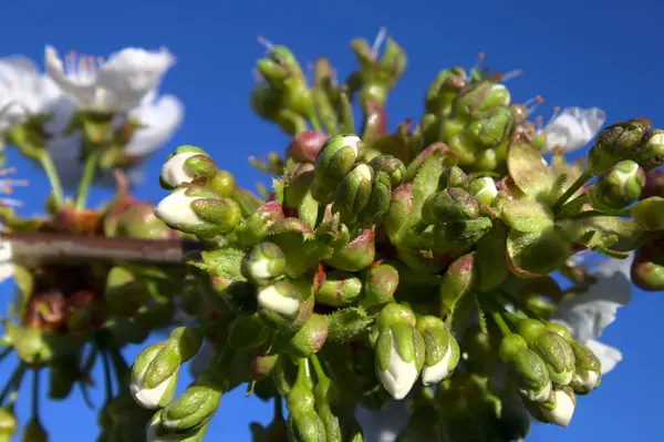 Flores Cereja Botões Cereja Abril — Fotografia de Stock