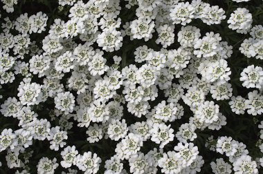 Çiçek açan alyssum 'un önünde salatayla yabani sarımsağı karıştırır.