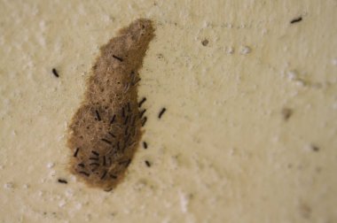 Çingene güvesinden küçük tırtıllar