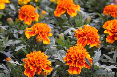 Bahçede güzel bir kadife çiçeği