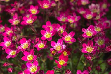 Bahçede çiçek açan saksafon.