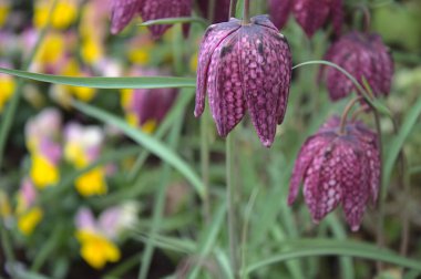 Bahçede çiçek açan satranç çiçeği