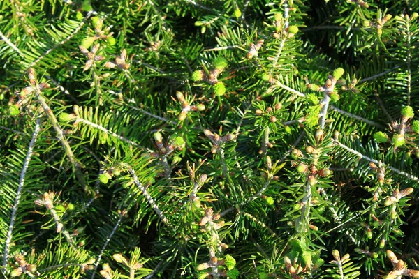 Piceas Jóvenes Bosque — Foto de Stock