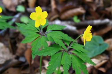 Ormanda sarı şakayıklar