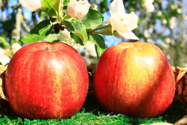 Mogna Äpplen Och Äppelblommor — Stockfoto