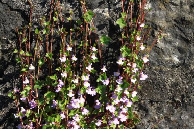 Aaron 'ın sakalı taş bir duvarda