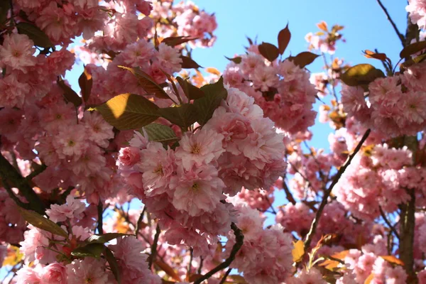 Rosafarbene Blüten Frühling — Stockfoto