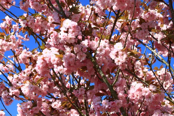 Rosafarbene Blüten Frühling — Stockfoto