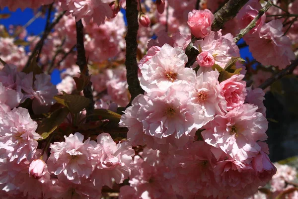 Рожеві Квіти Навесні — стокове фото