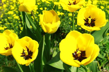 Bahçedeki sarı laleler