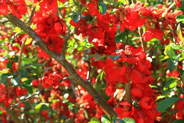 Membrillo Floreciente Enano Jardín — Foto de Stock