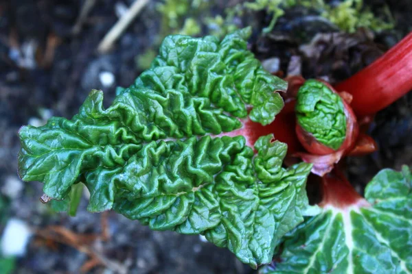 Rhubarb Ground Spring — Stock Photo, Image