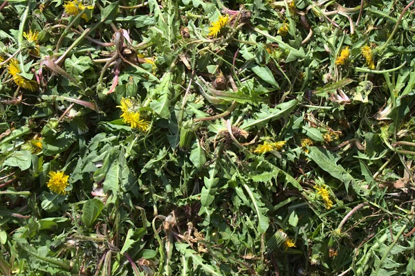 Many Dandelions Garden — Stock Photo, Image