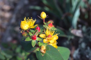 Bahçede çiçek açan tutsan.
