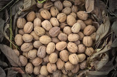 Ceviz yapraklı ceviz topladım.