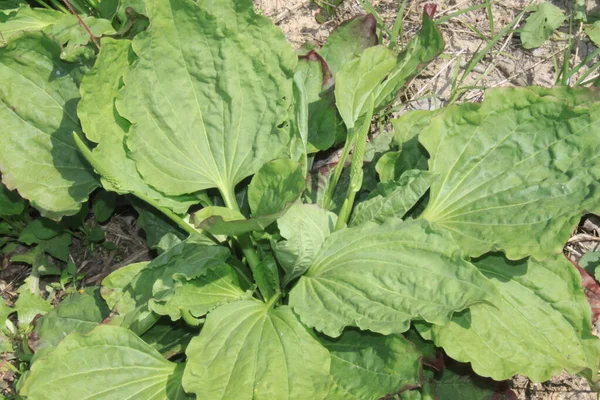 Nagy Plantain Kertben — Stock Fotó