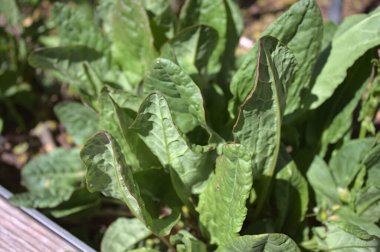 Yazın bahçede atkuyruğu