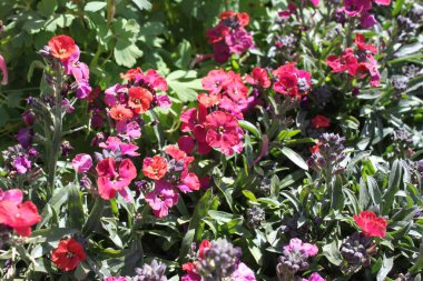 Bahçede açan kırmızı çiçek.