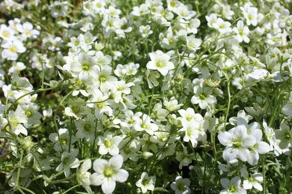 Fehér Virágzó Virágok Kertben — Stock Fotó