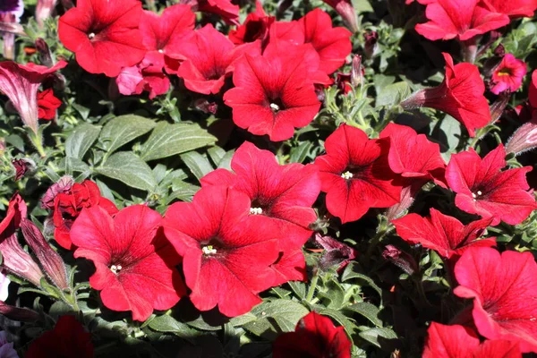 Petunia Roja Jardín —  Fotos de Stock