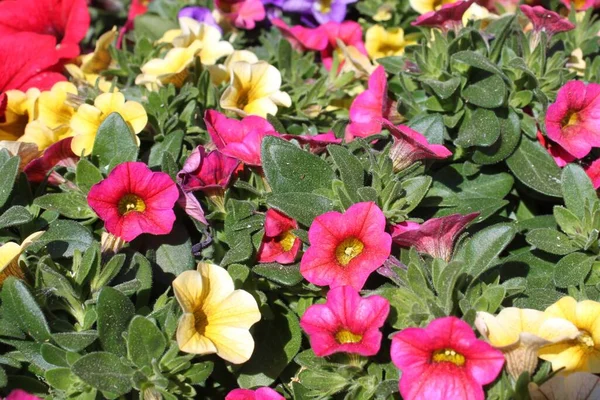 Coloridas Plantas Calibrachoa Jardín —  Fotos de Stock