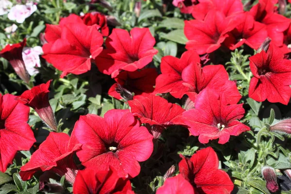 Pétunia Rouge Dans Jardin — Photo