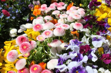 Bir sürü renkli papatya tarlası