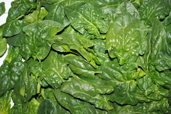 Many Fresh Green Spinach Leaves — Stock Photo, Image