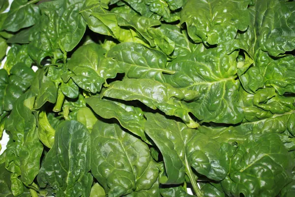 Many Fresh Green Spinach Leaves — Stock Photo, Image