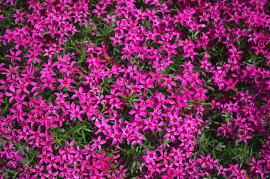 Bahçede bir sürü pembe çiçek