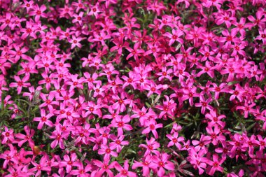 Bahçede bir sürü pembe çiçek