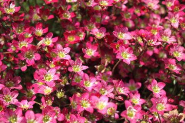 Bahçede çiçek açan saksafon.