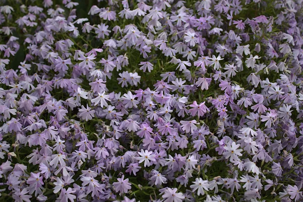 Πολλά Μικρά Μπλε Λουλούδια Στον Κήπο — Φωτογραφία Αρχείου