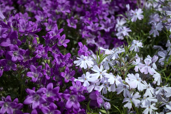 Harangvirág Flox Kertben — Stock Fotó