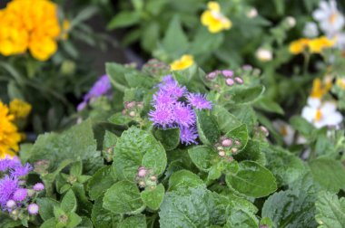 Bahçedeki yağmurdan sonra çiçek açan bluetop