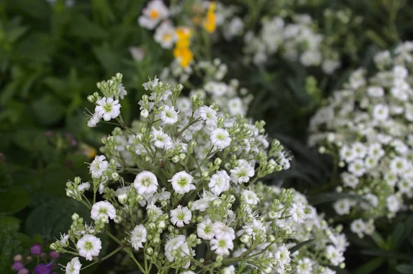 庭にジプシーの花を咲かせ — ストック写真