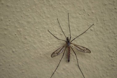 Marş vinci duvarda uçar