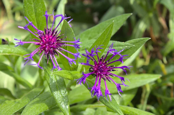 Όμορφη Knapweed Στον Κήπο — Φωτογραφία Αρχείου