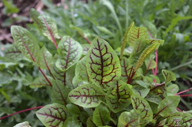 Bahçedeki kan limanı.