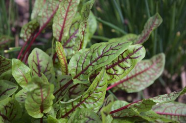 Bahçedeki kan limanı.