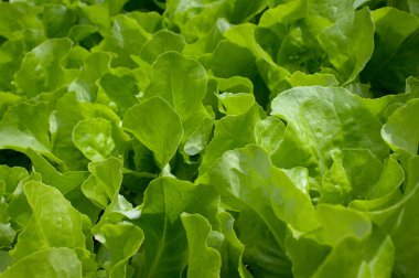 Bahçede taze yeşil salata